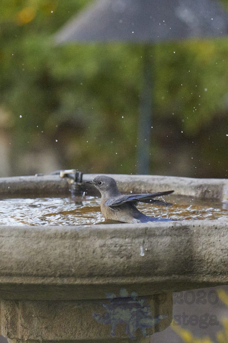 Western Bluebird