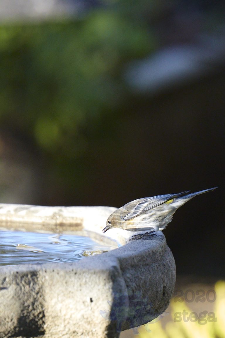 Yellow-rumped Warbler