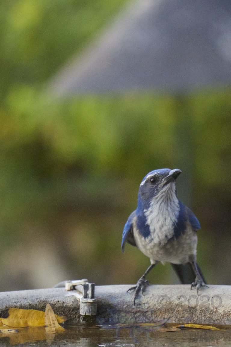 California Scrub Jay