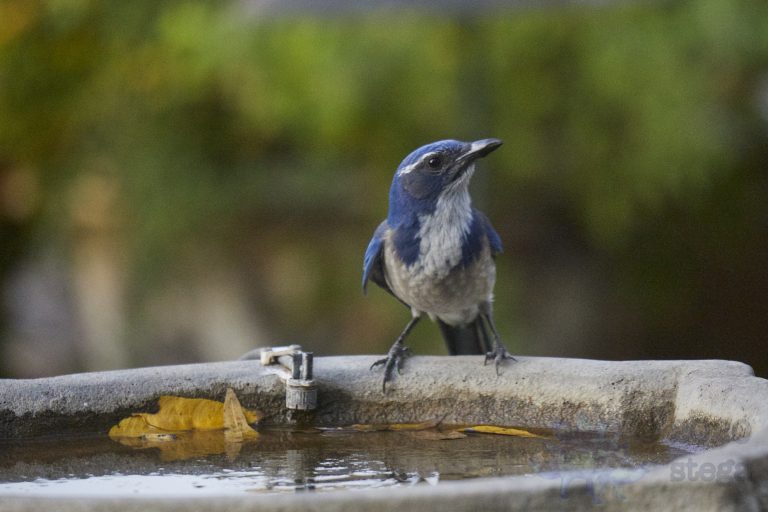 California Scrub Jay