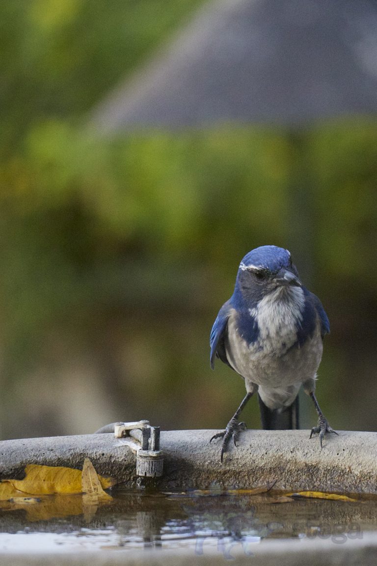 California Scrub Jay