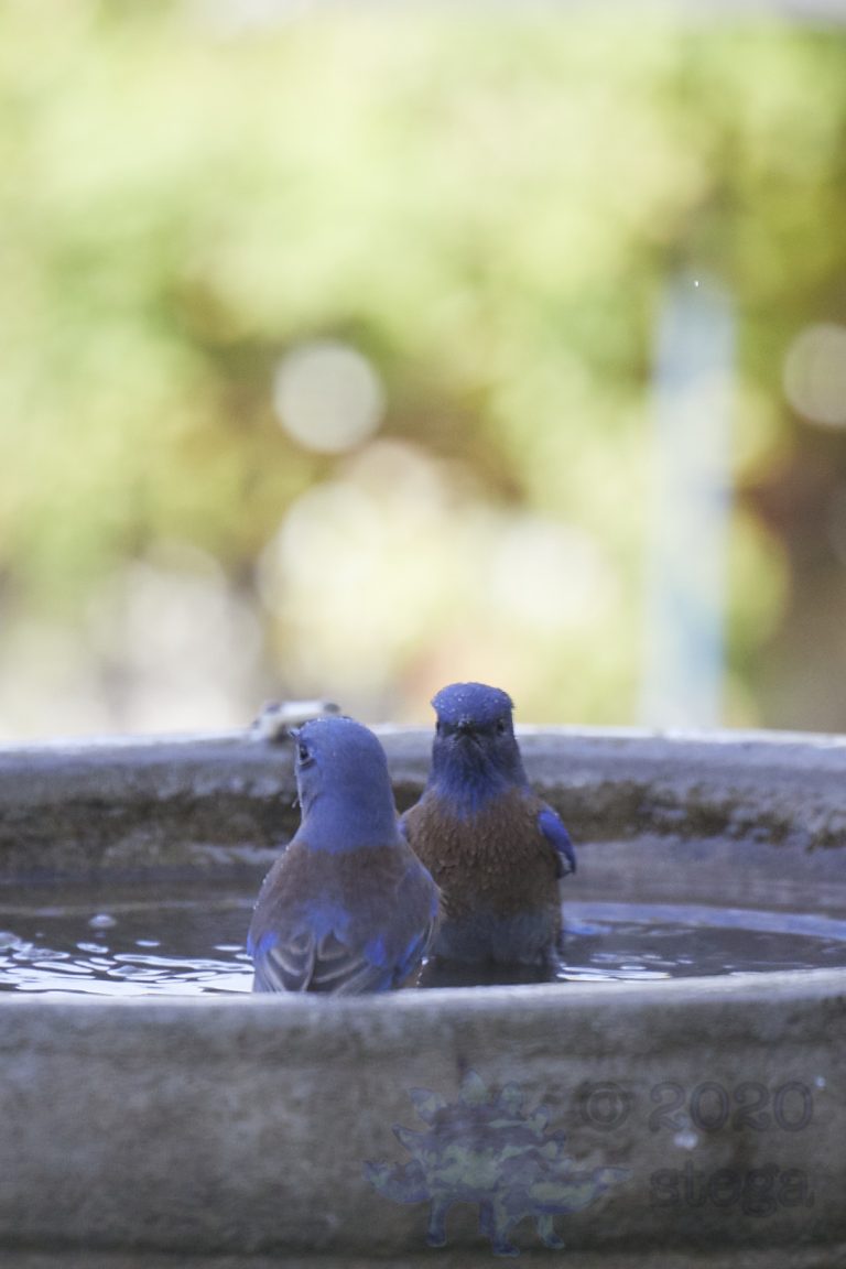 Western Bluebirds
