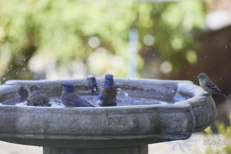 Western Bluebirds
