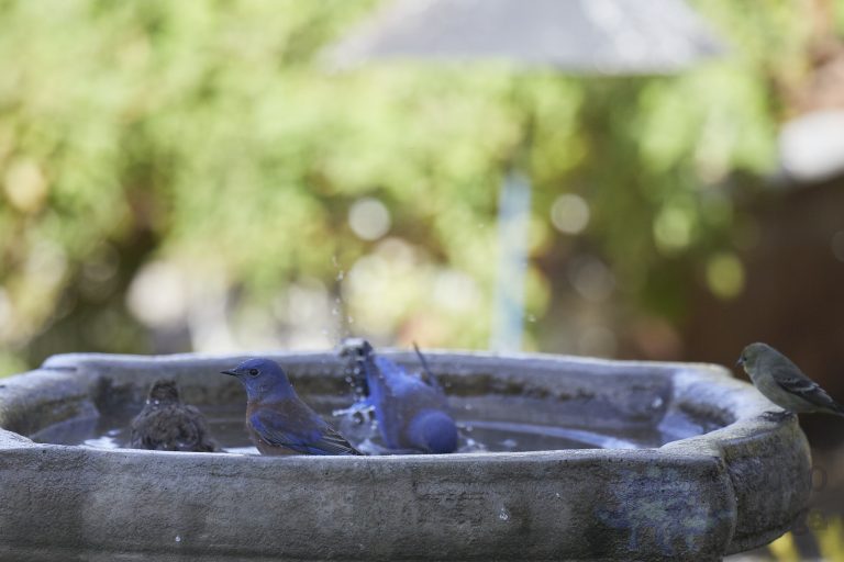Western Bluebirds