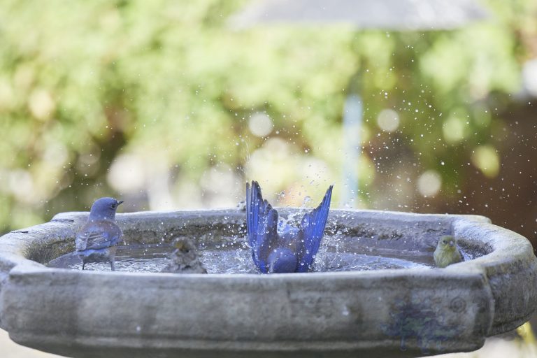 Western Bluebirds with friends.