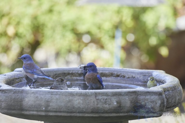 Western Bluebirds