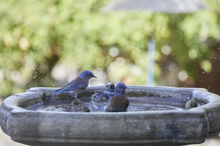 Western Bluebirds (4 Images)