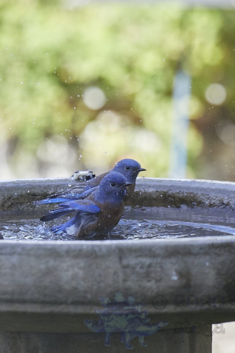 Old School Week: Western Bluebirds
