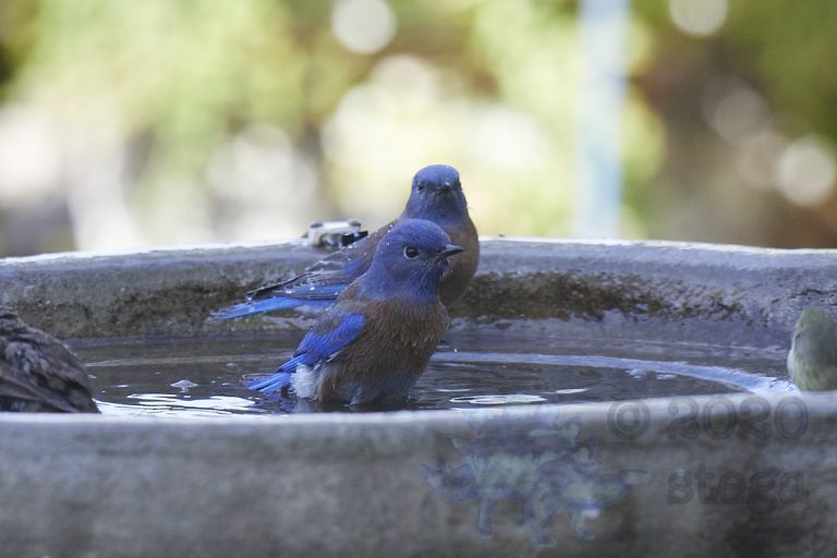 Old School Week: Western Bluebirds