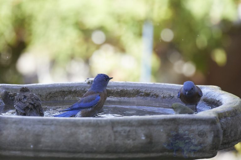 Old School Week: Western Bluebirds