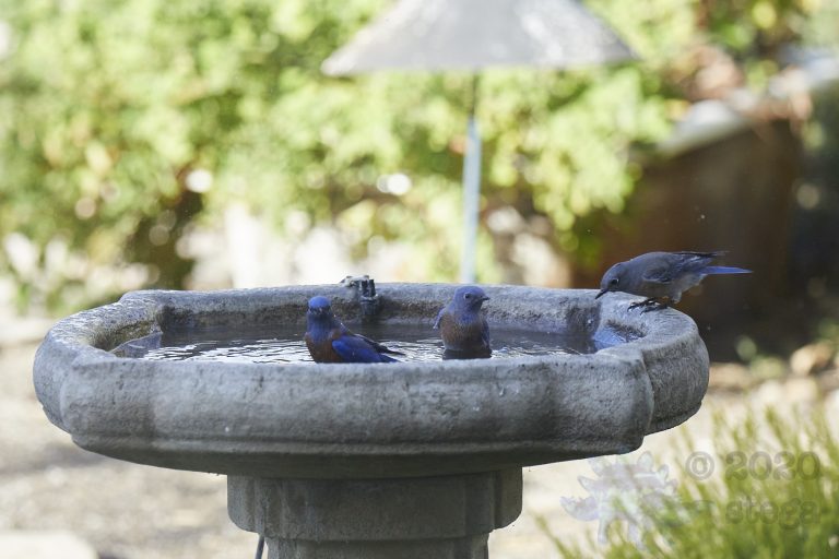 Western Bluebird Family