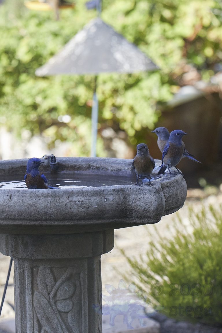 Western Bluebird Family