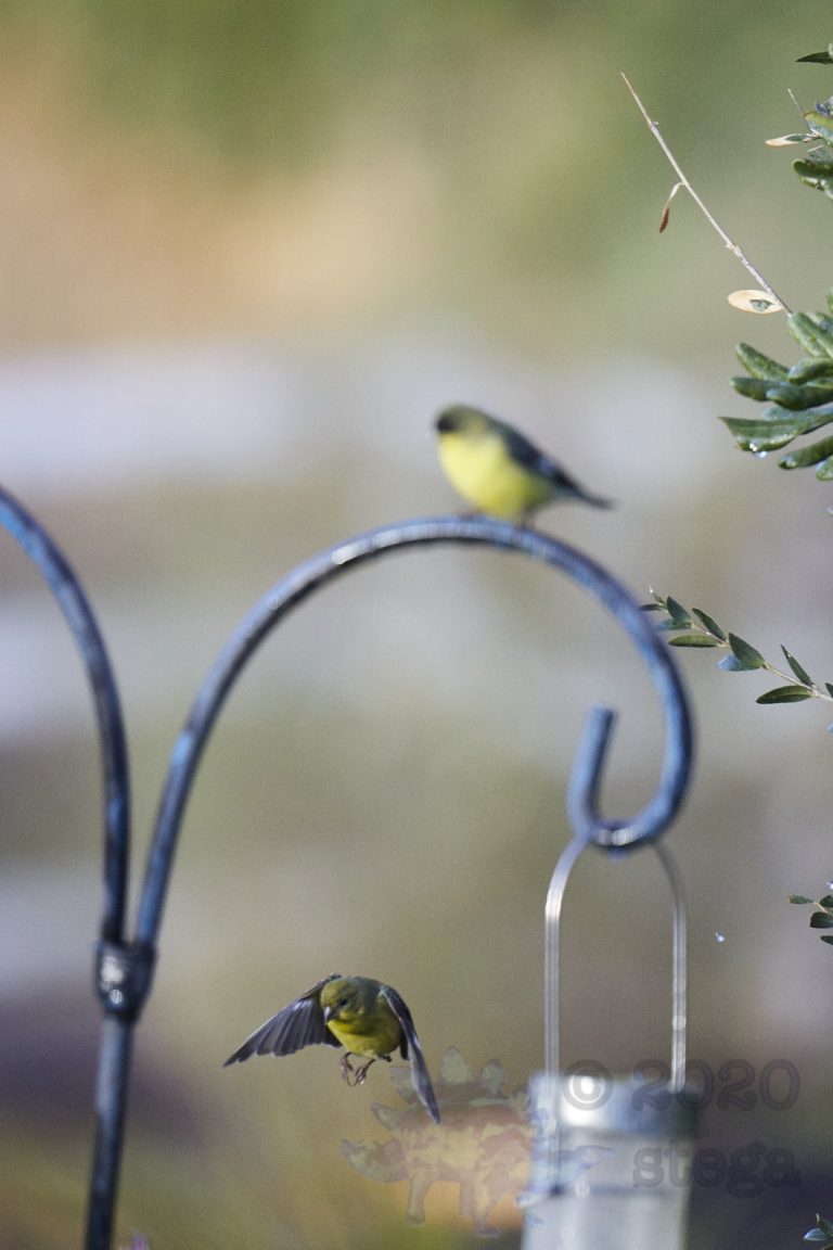 Lesser Goldfinches