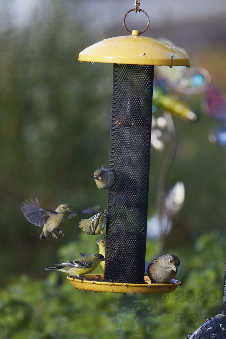 Gold Finches with Sparrow