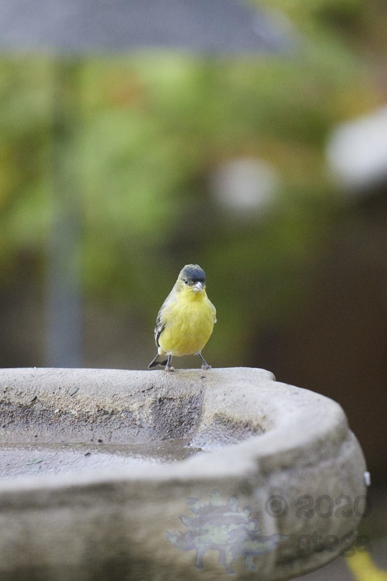 Lesser Goldfinch