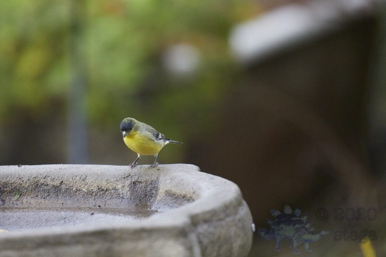 Lesser Goldfinch