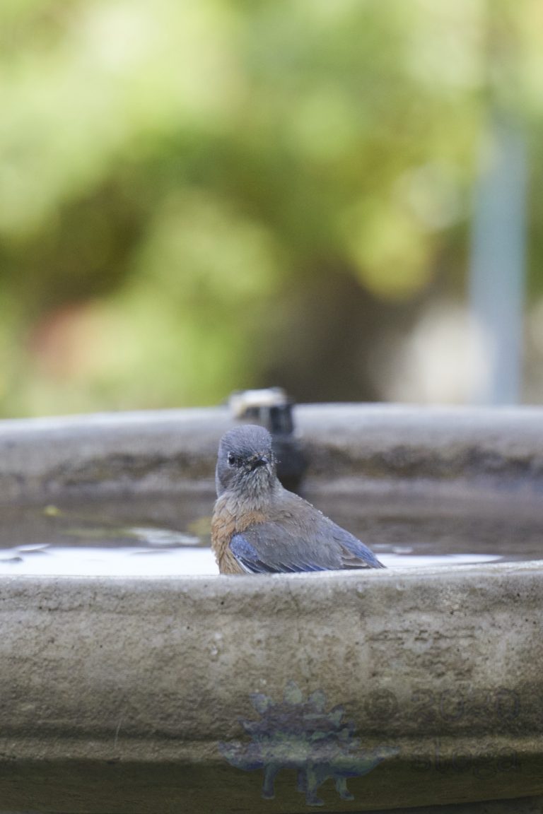 Wester Bluebird
