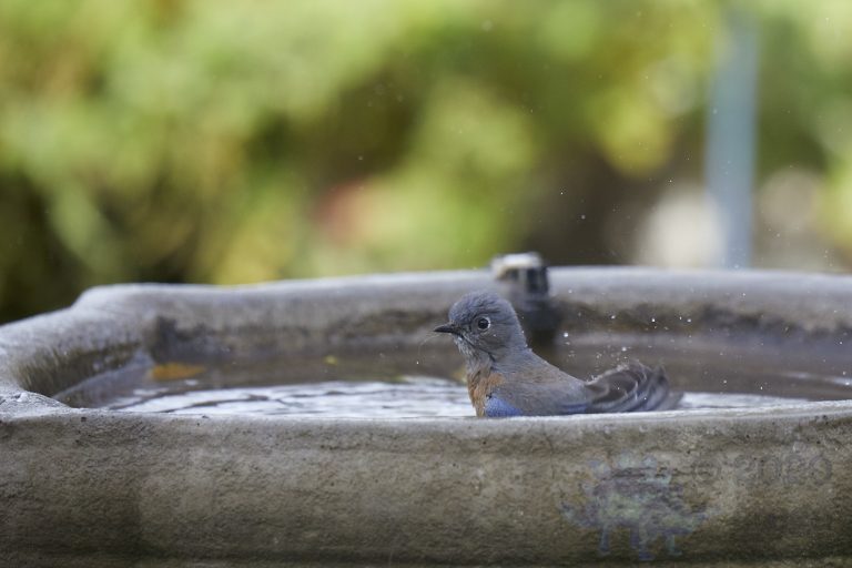 Western Bluebird