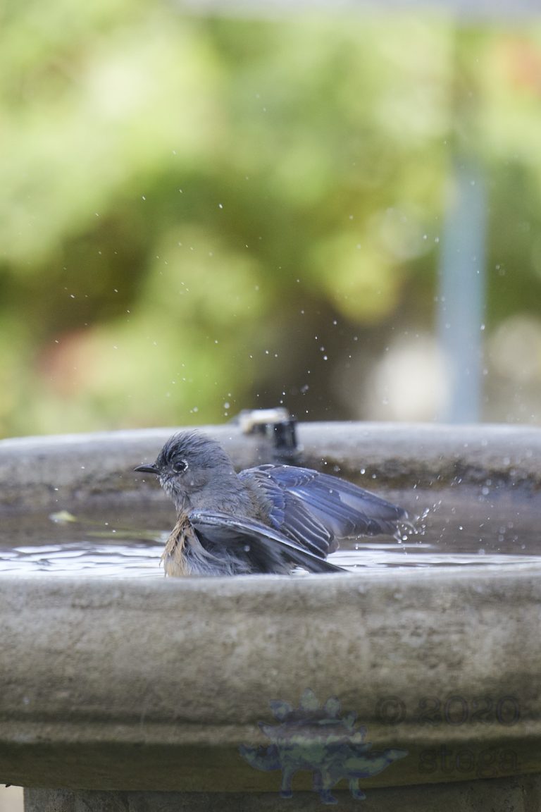 Western Bluebird