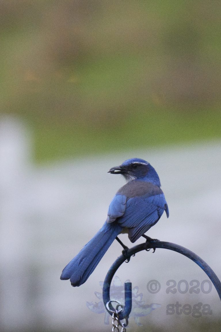 California Scrub Jay