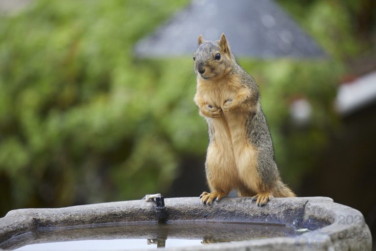 Fox Squirrel