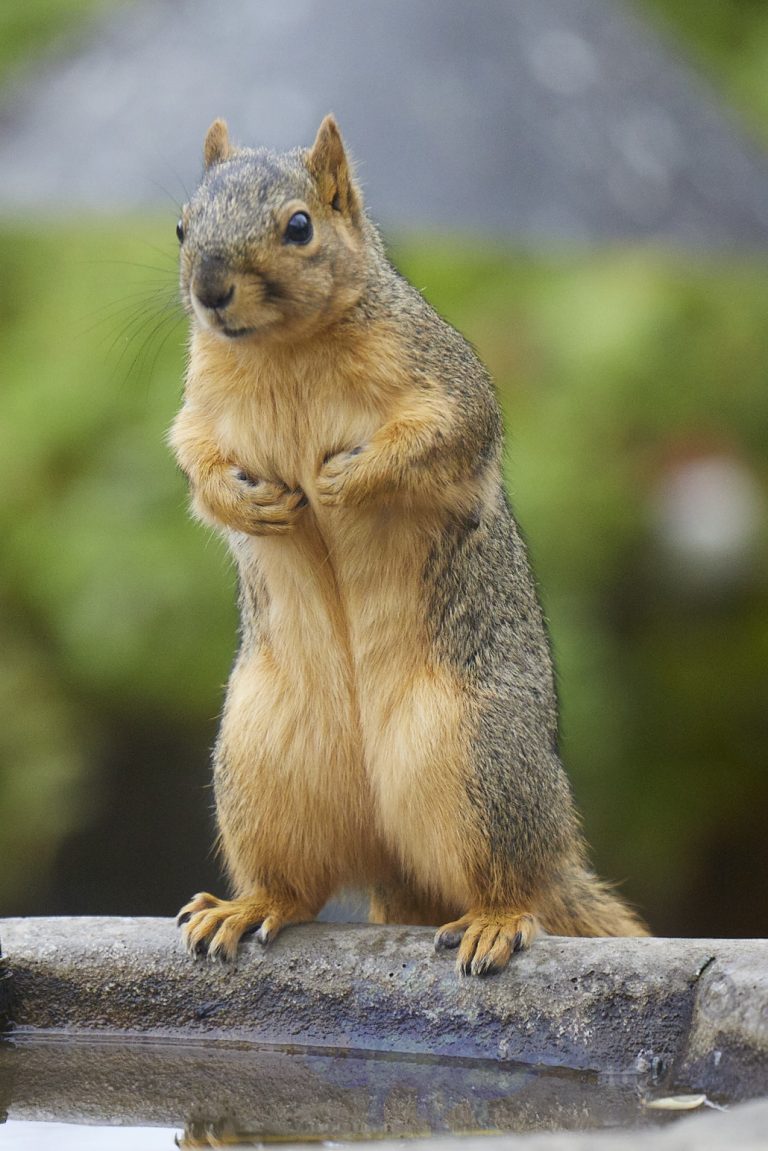 Fox Squirrel
