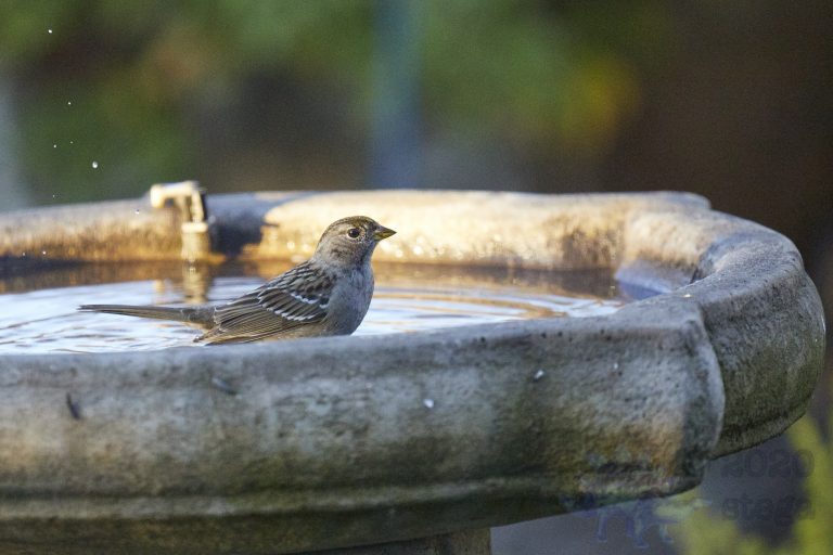 Gold-Crowned Sparrow