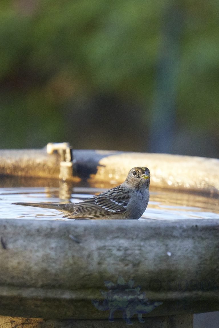 Gold-Crowned Sparrow