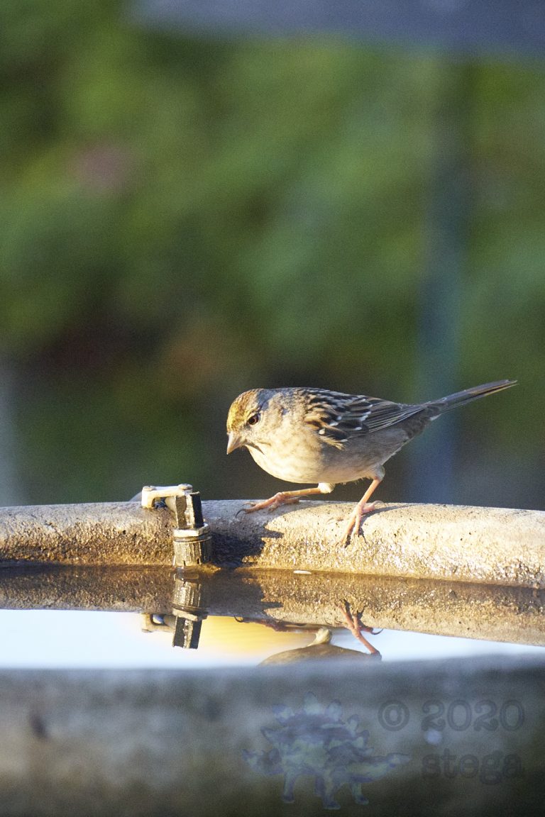 Gold-Crowned Sparrow
