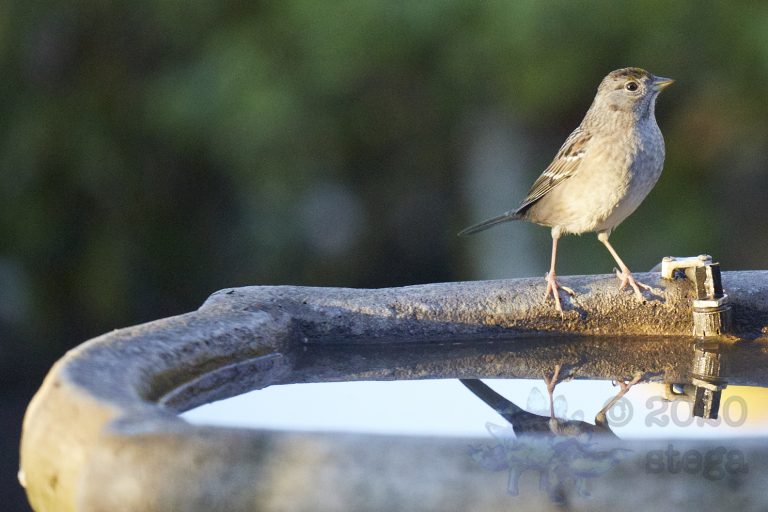 Gold-Crowned Sparrow