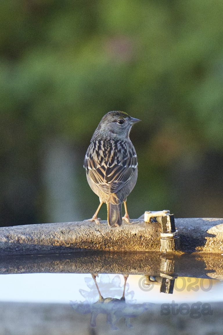 Gold-Crowned Sparrow