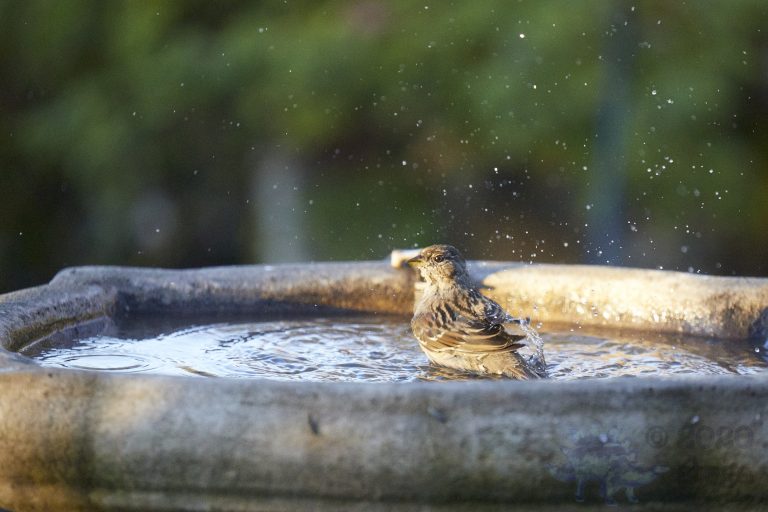 Gold-Crowned Sparrow