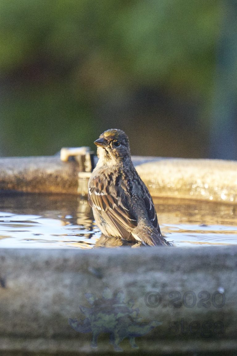 Gold-Crowned Sparrow