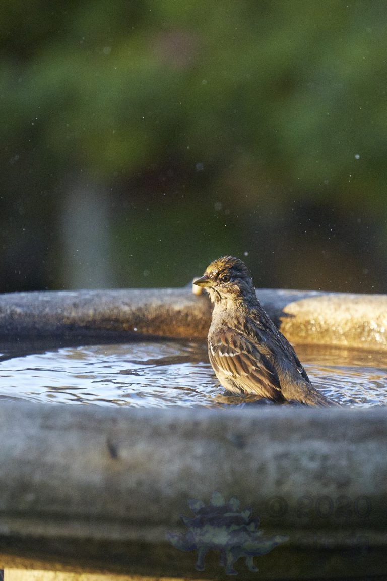 Gold-Crowned Sparrow