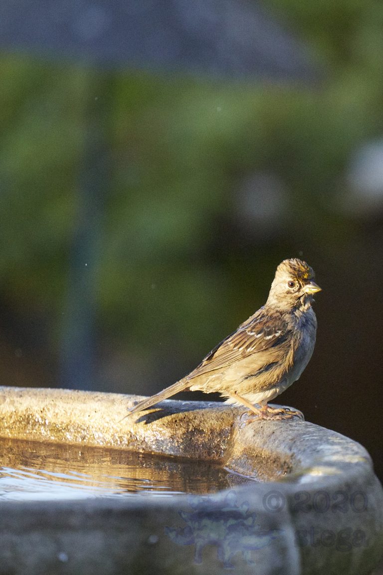 Gold-Crowned Sparrow