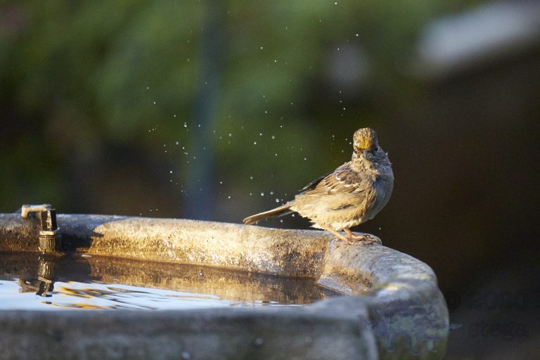 Gold-Crowned Sparrow