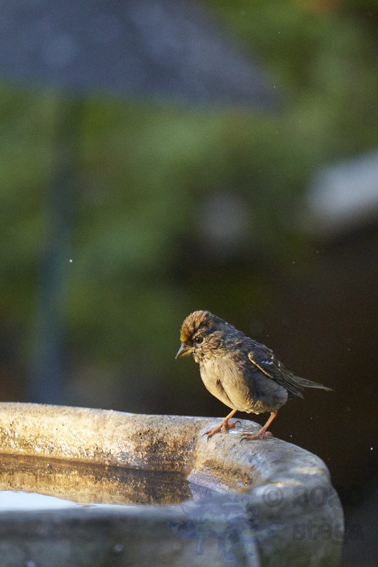 Gold-Crowned Sparrow