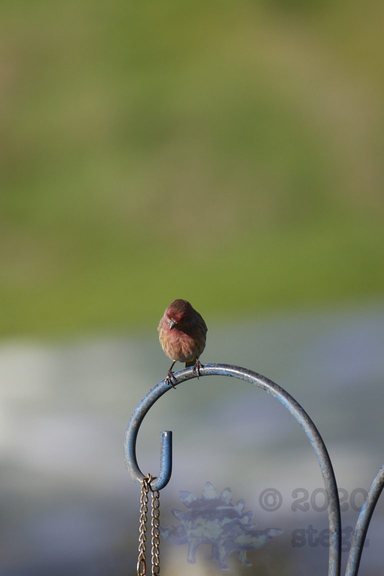 House Finch