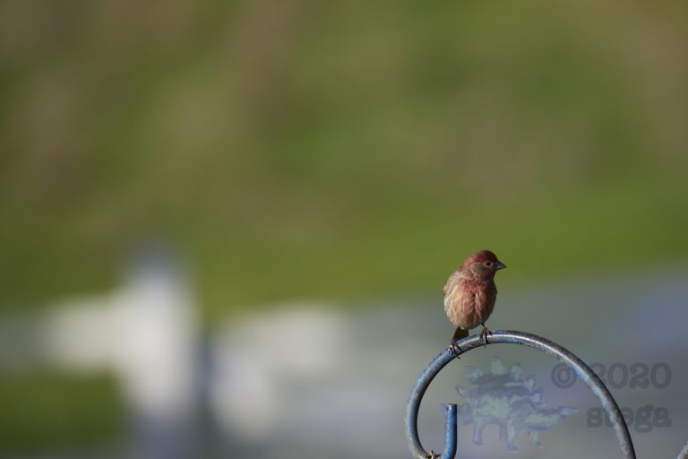 House Finch