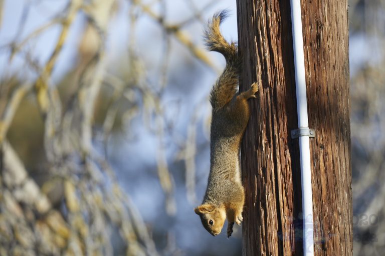 Fox Squirrel
