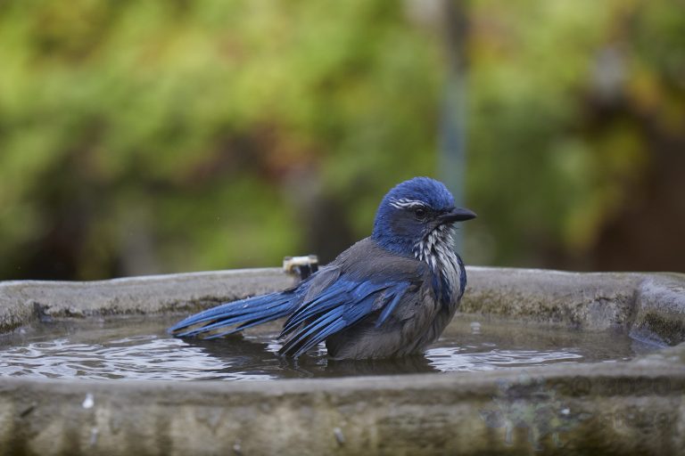Old School Week: California Scrub Jay