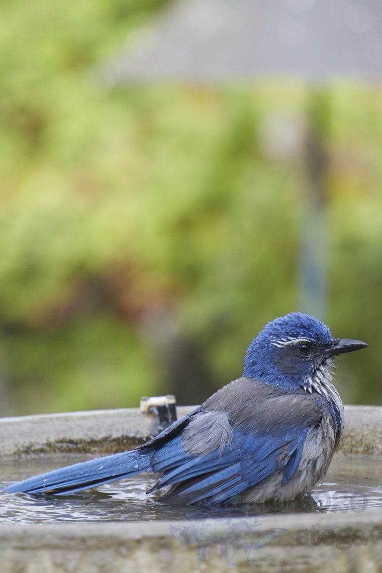 California Scrub Jay Week