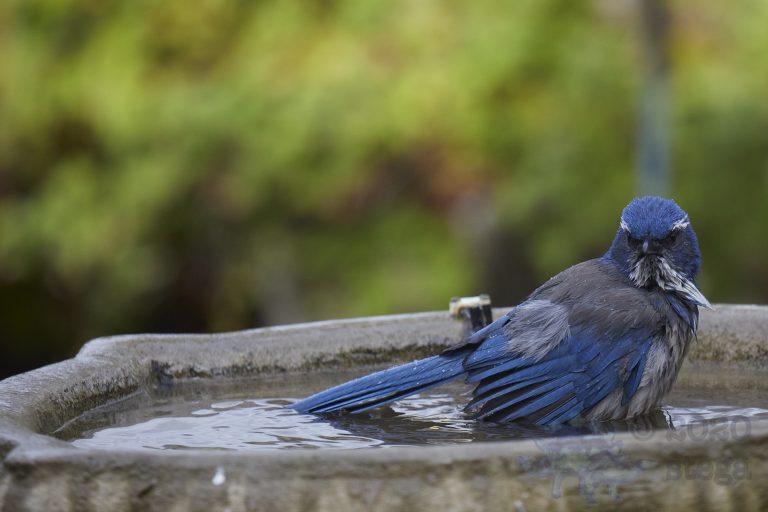 California Scrub Jay Week