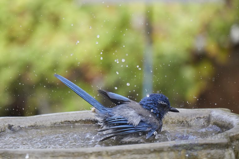 Old School Week: California Scrub Jay