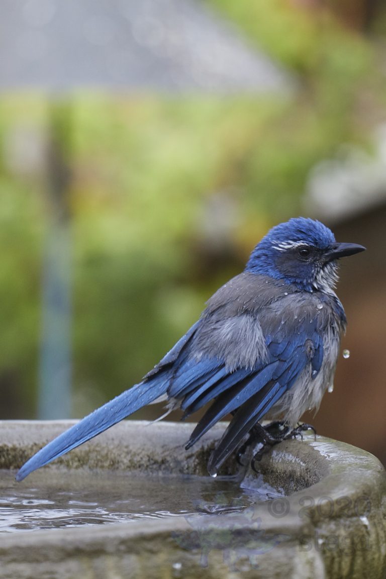 California Scrub Jay (5 Images)