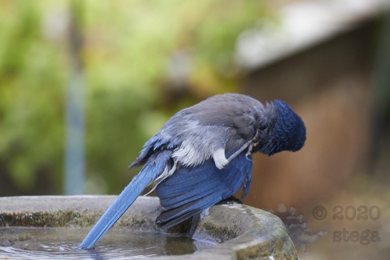 Old School Week: California Scrub Jay