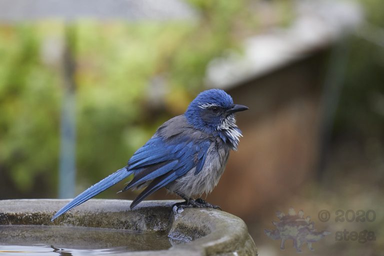California Scrub Jay