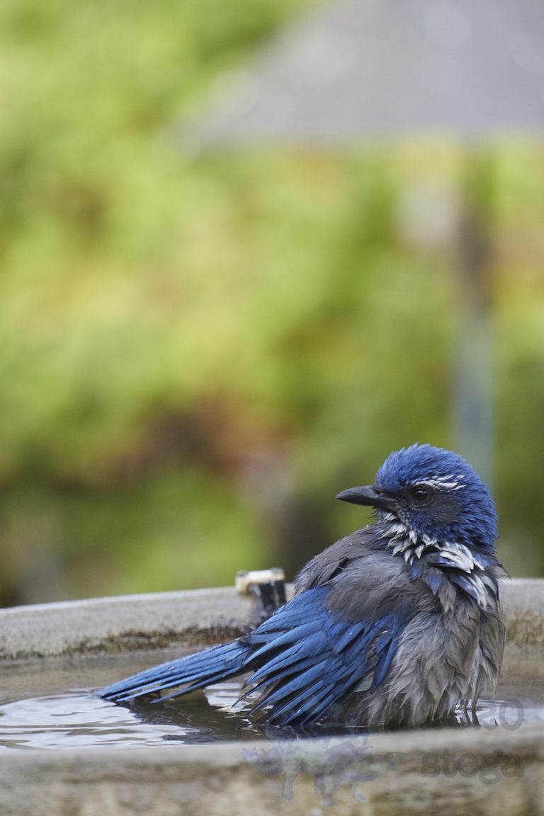 California Scrub Jay Week