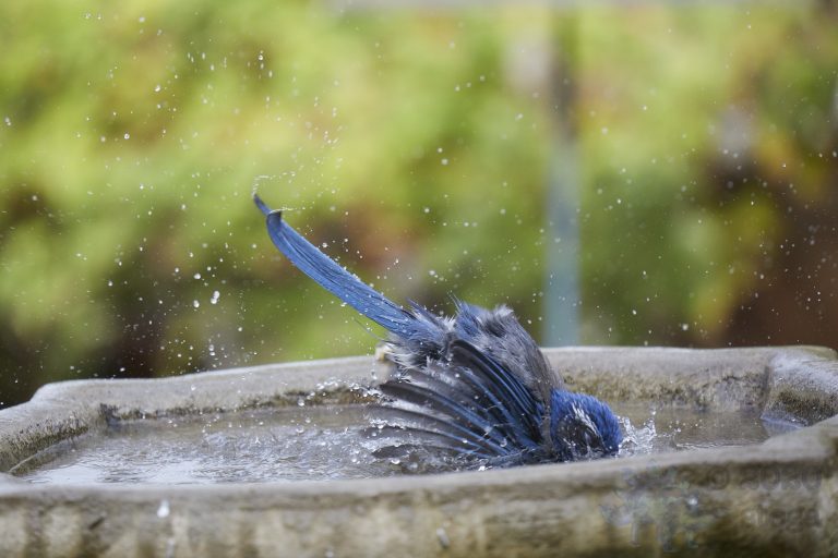 Old School Week: California Scrub Jay