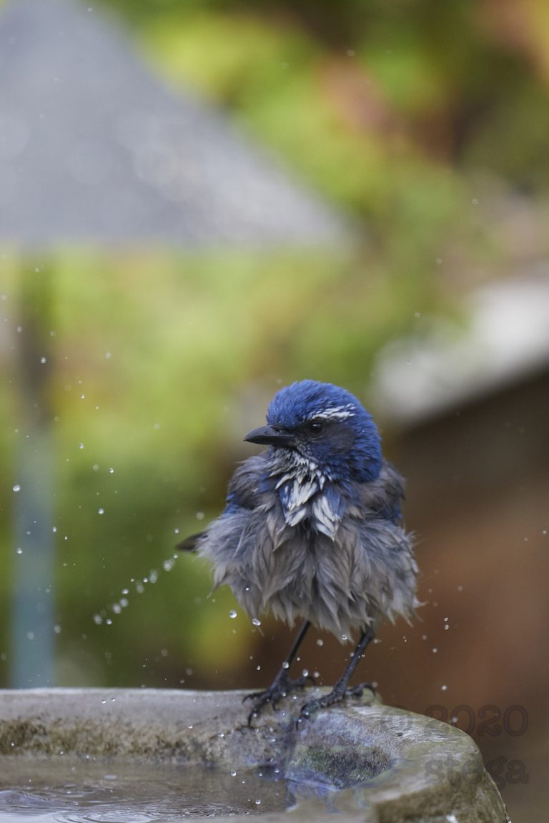 California Scrub Jay Week